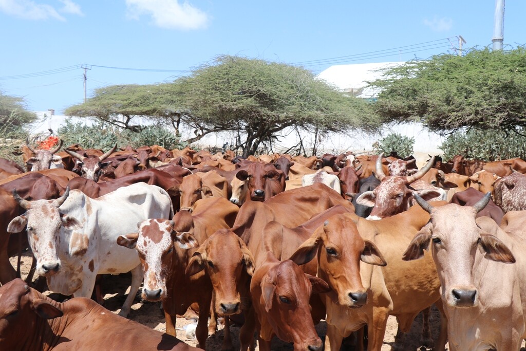 Distribution of sacrificial meat for the year 2024 donated by (LIFE).